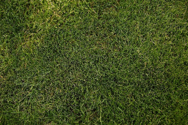 Terrain de football d'herbe verte ou fond de golf, fond d'été de sport.