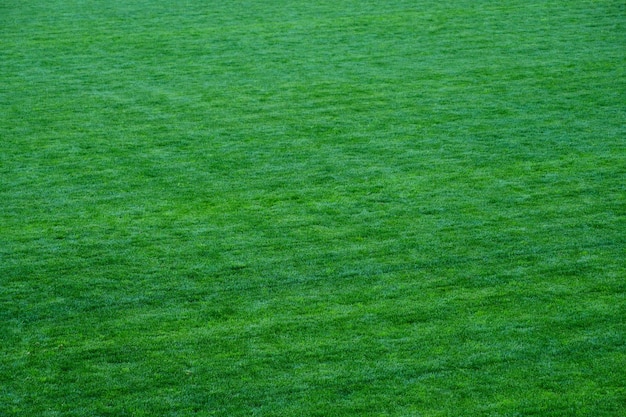 Photo un terrain de sport recouvert d'herbe verte fraîche