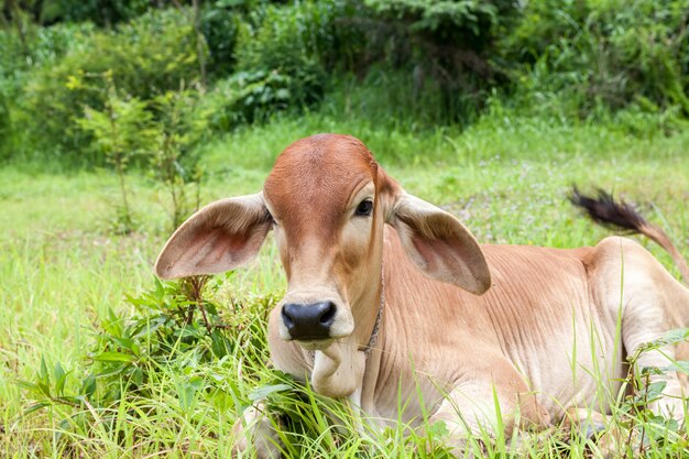 Sur le terrain en Thaïlande, il y a un veau sur le sol