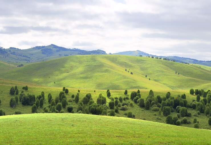 Terrain vallonné recouvert d'herbe et d'arbres sur fond de montagnes