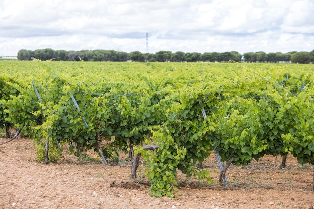 Photo terrain avec vignobles concept de vignoble vin oenologie alcool plantes ville rurale terres et affaires