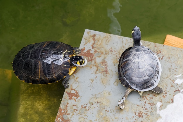 Terrapins dans les douves autour du kiosque à musique à Tavira Portugal