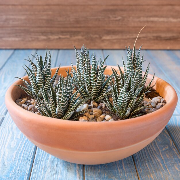 Terrarium, sable, roche, succulente, cactus, mousse dans le pot en céramique rouge