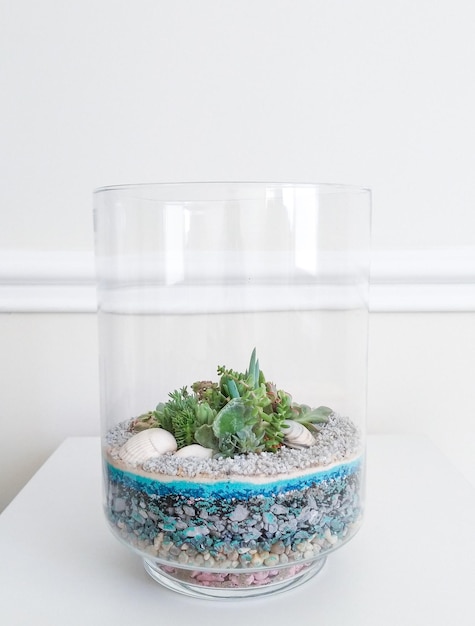 Photo terrarium succulent dans un vase cylindrique en verre