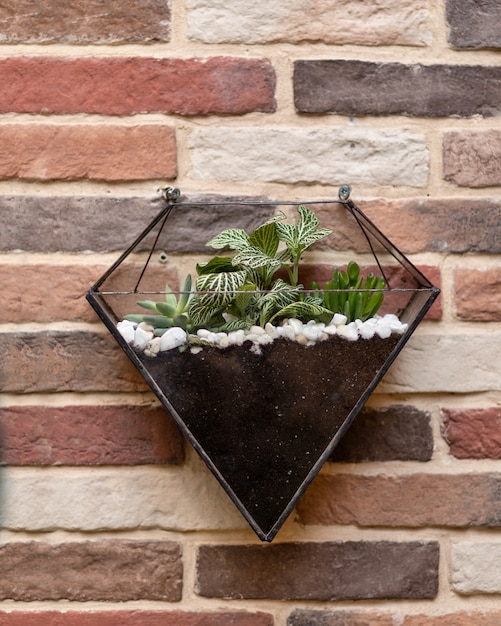 Terrarium en verre triangulaire sur le mur