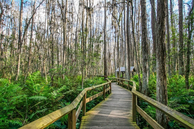 Terrasse en bois dans les Everglades en Floride