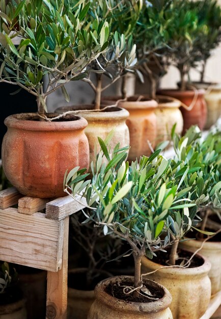 Terrasse en Provence