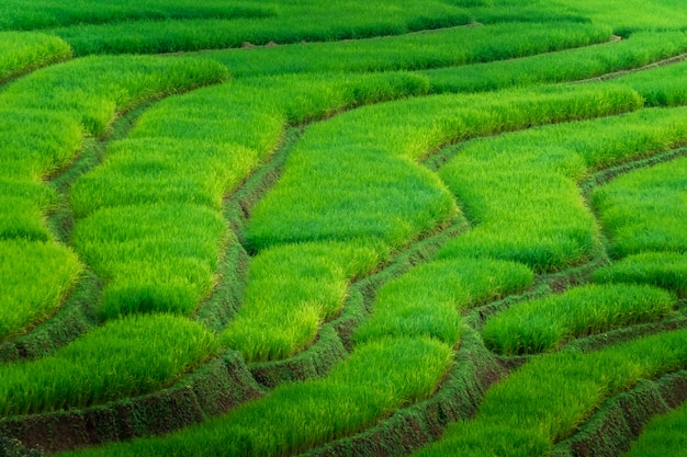 Photo terrasse de riz ban pa bong piang