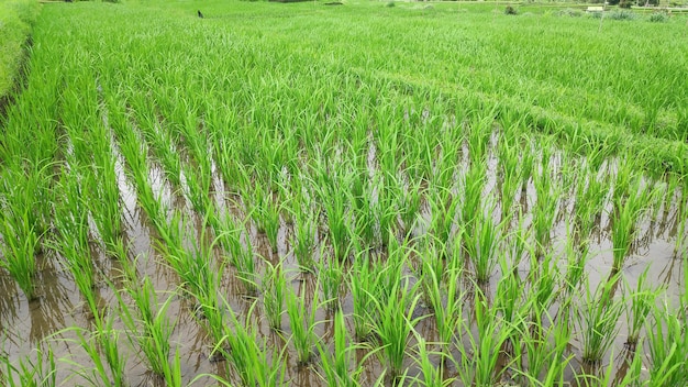 Terrasse de riz Jatiluwih avec journée ensoleillée à Ubud Bali