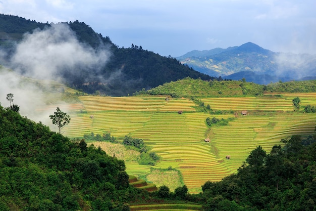 Terrasse de rizière à Mu Cang Jai, Vietnam.