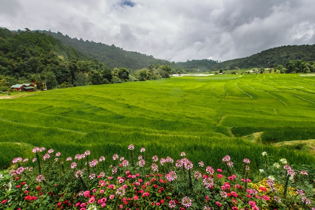 Terrasse de rizière verte avec sentier sur montagne avec des fleurs au premier plan