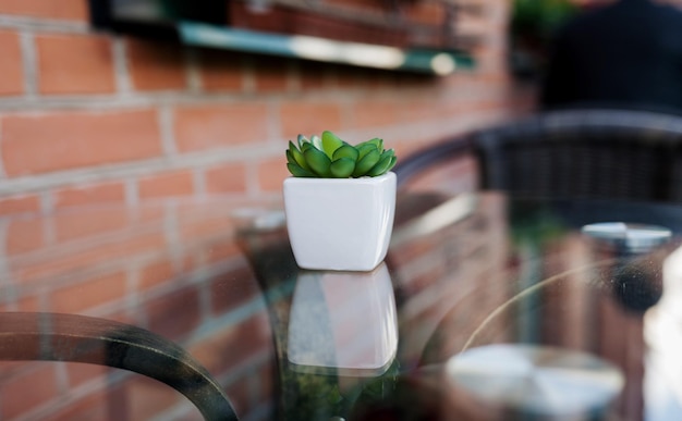 Terrasse avec une table dans un café ou à la maison. Succulentes à l'extérieur, concept d'aménagement paysager