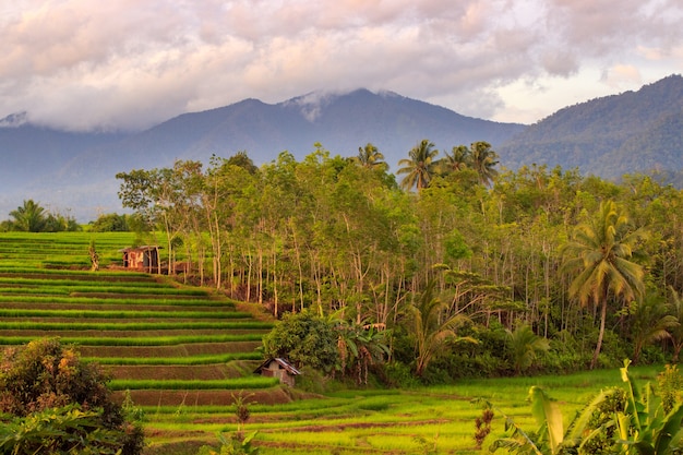 Photo terrasse avec vue sur les rizières et les montagnes dans un petit village de bengkulu, indonésie