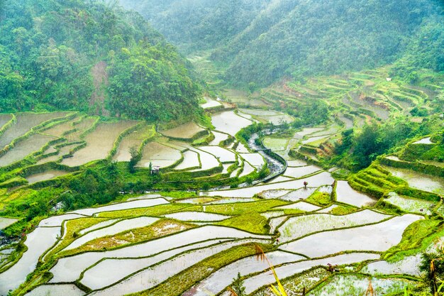 Photo terrasses de riz de banaue sous la pluie. île de luzon, philippines.