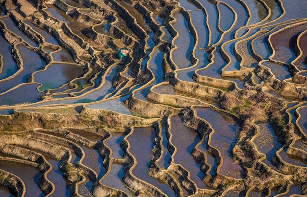 Terrasses de riz dans le comté de Yuanyang. Province du Yunnan. Chine.