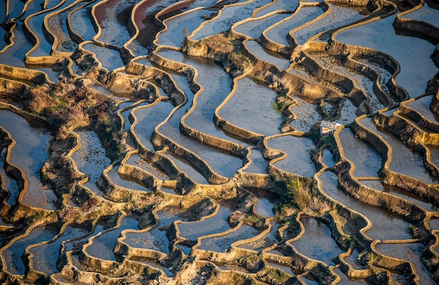 Terrasses de riz dans le comté de Yuanyang. Province du Yunnan. Chine.