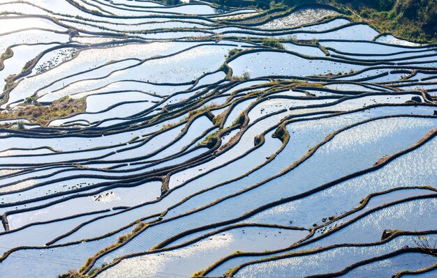 Terrasses de riz dans le comté de Yuanyang. Province du Yunnan. Chine.