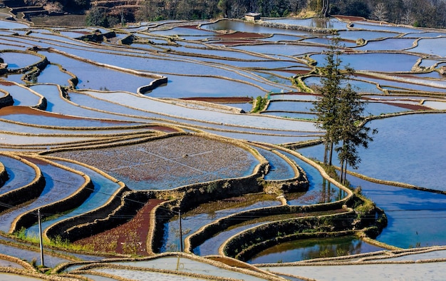 Terrasses de riz dans le comté de Yuanyang. Province du Yunnan. Chine.