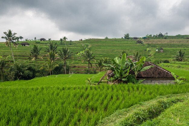 Terrasses de riz à Tegallalang, Ubud, Bali, Indonésie.