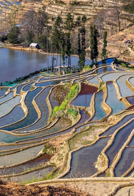 Terrasses de riz à Yuanyang, Chine