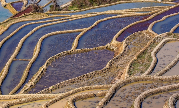 Terrasses de riz à Yuanyang, Chine