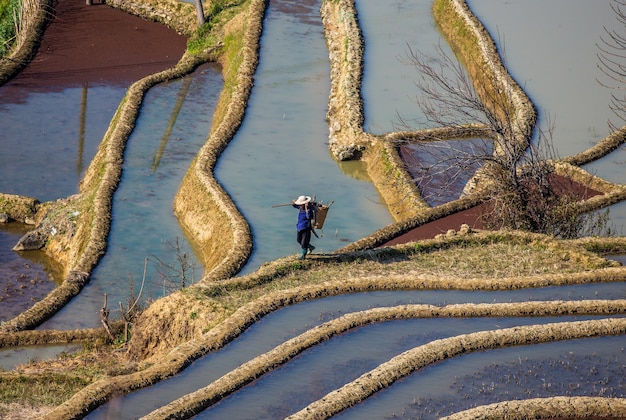 Terrasses de riz à Yuanyang, Chine