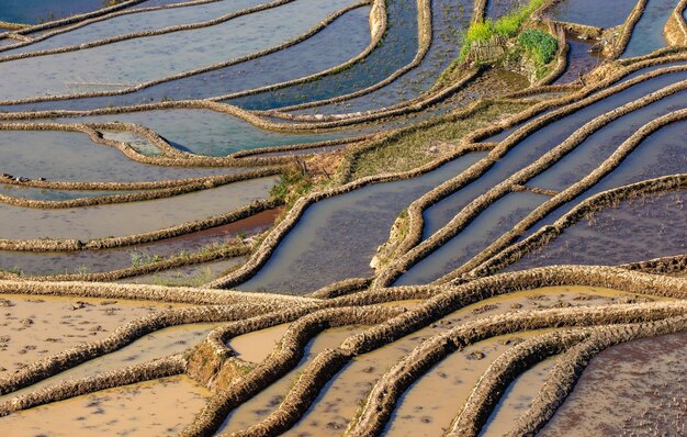 Terrasses de riz à Yuanyang, Chine