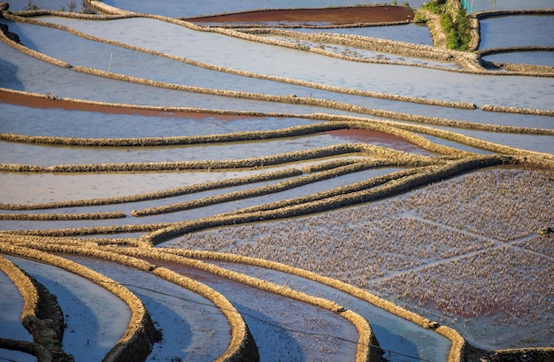 Terrasses de riz à Yuanyang, Chine