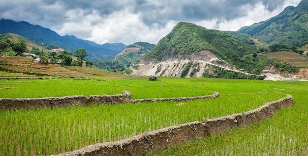 Terrasses de rizière près du village de Cat Cat près de Sapa Vietnam