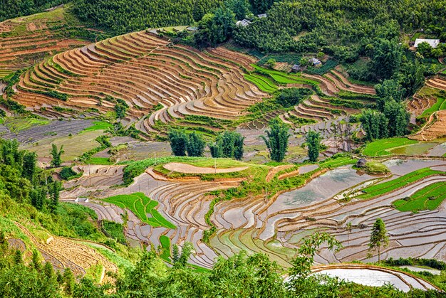 Terrasses de rizières. Près de Sapa, Mui Ne