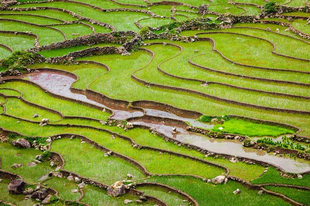 Terrasses de rizières, Vietnam