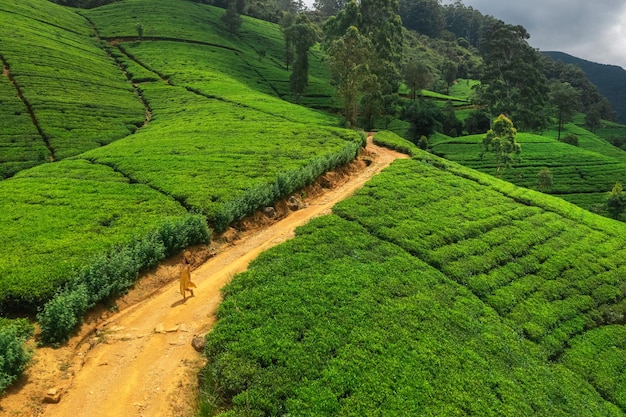 Terrasses de thé vert dans les montagnes avec une femme voyageuse à Nuwara Eliya au Sri Lanka