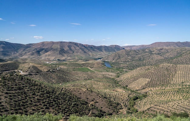 Terrasses de vignes pour la ligne de production de vin de port les coteaux de la vallée du Douro à Barca de Alva au Portugal