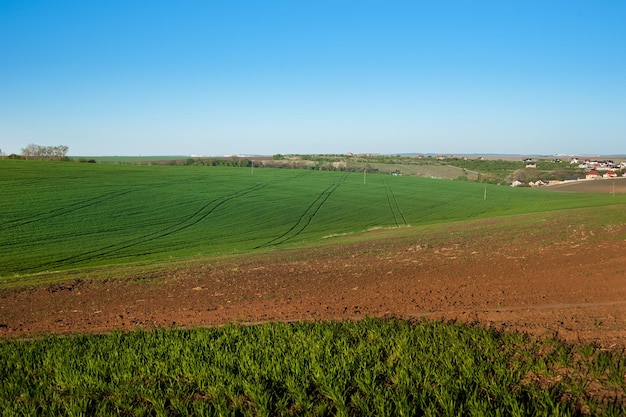 Terre arable et champ avec ciel bleu de blé vert