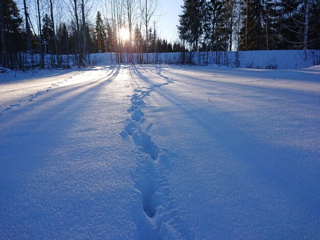 Photo terre et arbres couverts de neige