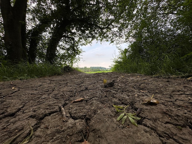 Terre craquelée dans les bois s'ouvrant entre les arbres au bout d'un sentier