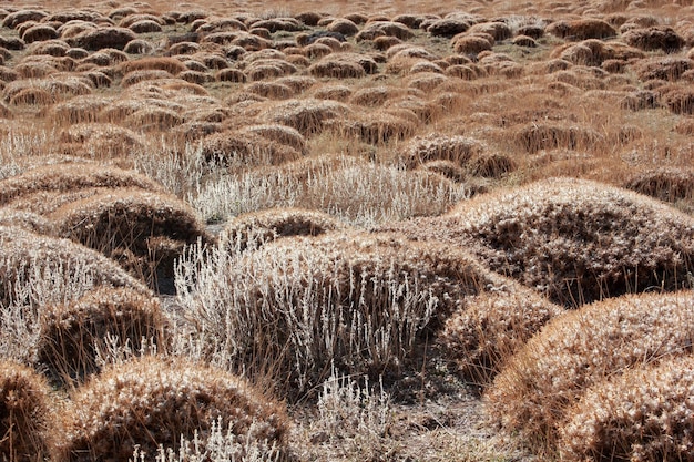 Terre épineuse au climat steppique