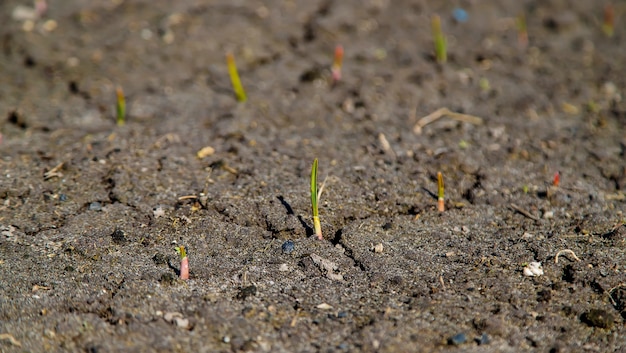 Terre fissurée et brûlée après la sécheresse