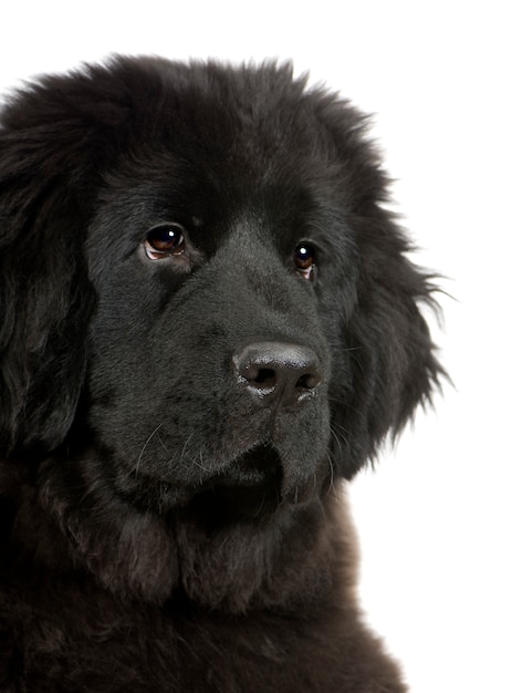 Terre-Neuve avec 4 mois. Portrait de chien isolé