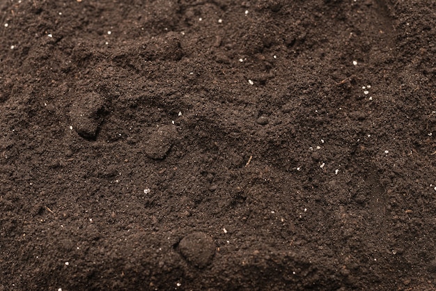 Terre noire pour le fond des plantes. Vue de dessus. Motif au sol.