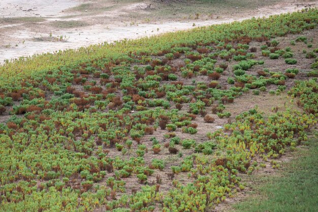 Terre ouverte au bord d'une rivière en Inde