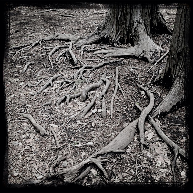 Photo terre et racines d'arbres