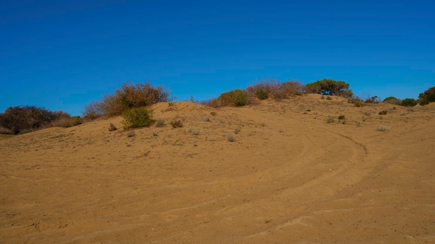 Terre de sable, arbres et fond de ciel