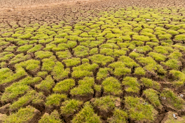 La terre avec le sol sec et le réchauffement climatique couvert d'herbe