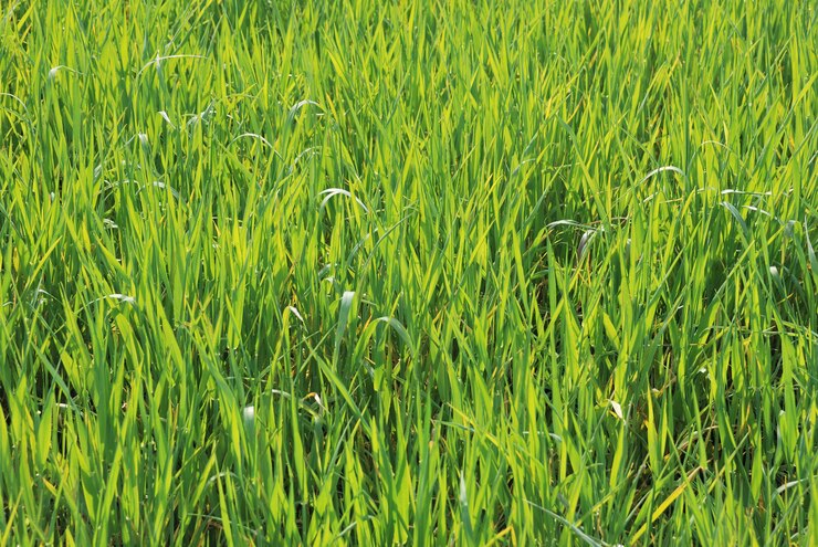 Photo terres agricoles de champ de blé