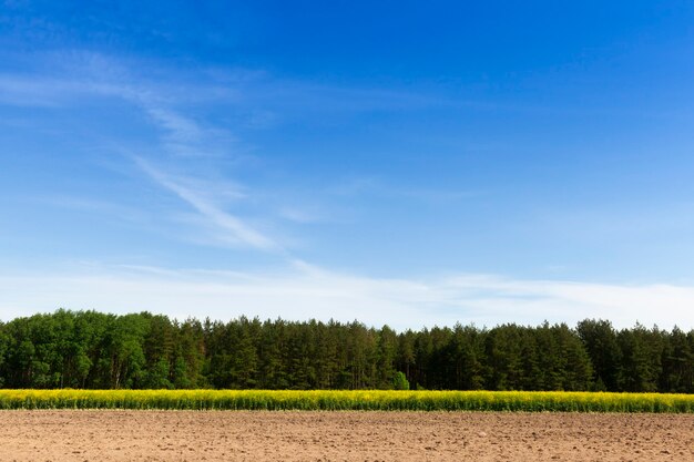 Terres agricoles sur lesquelles le canola est cultivé, paysage de printemps avec ciel bleu