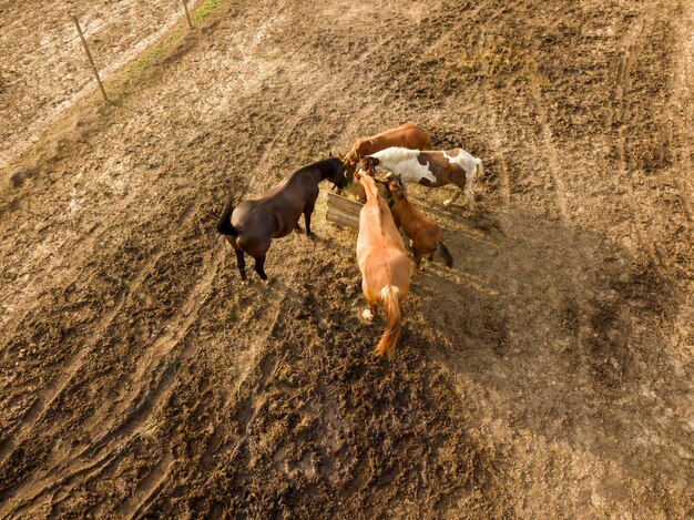 Terres agricoles avec un petit groupe de chevaux paissant un jour d'été. Vue aérienne du drone