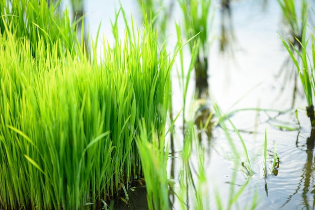 Terres agricoles remplies d'eau et de cultures cultivées