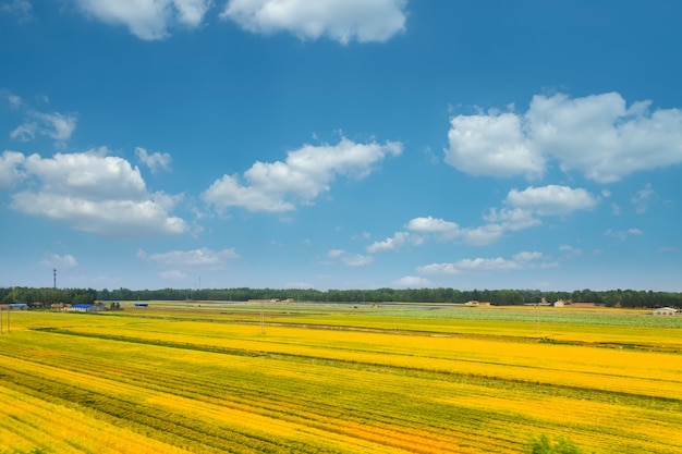 Terres agricoles sous ciel bleu et nuages blancs