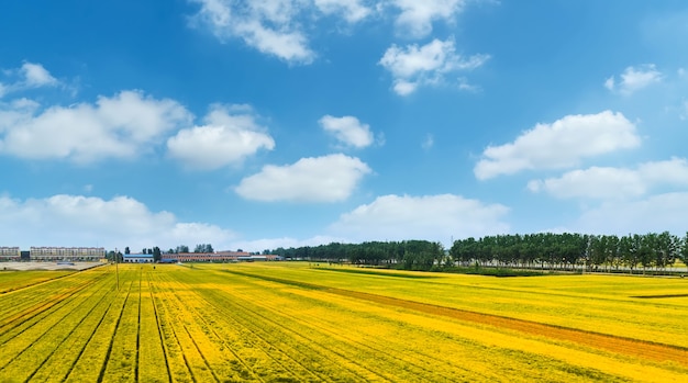 Terres agricoles sous le ciel bleu et les nuages blancs